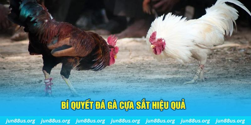 168vn đá gà cựa dao