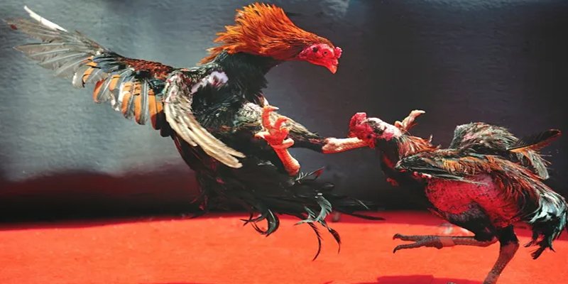 168vn BG Bắn cá